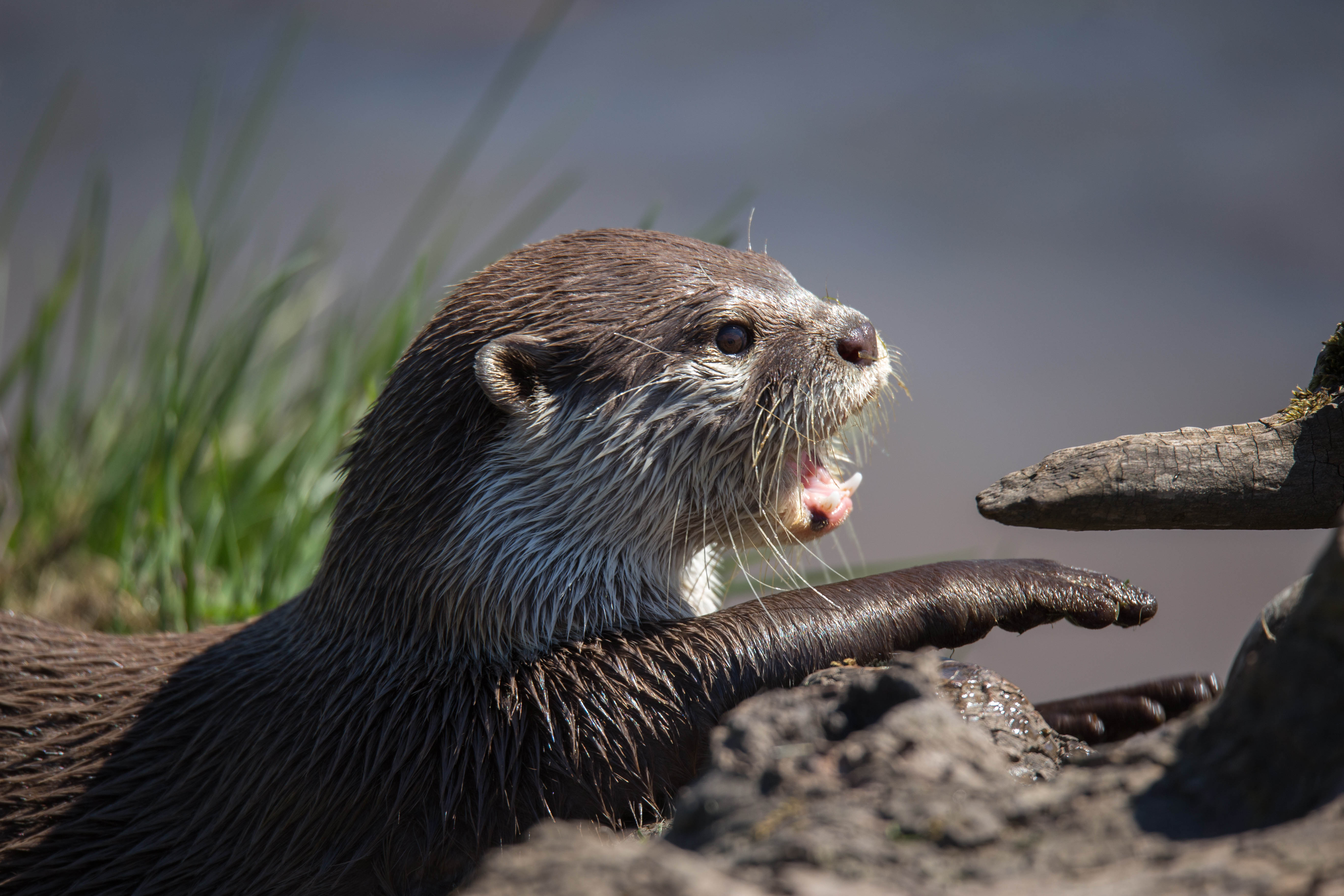 wildlife/Cupar Deer Center-May2017-0118-Web Size.jpg